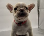 Puppy Scooby French Bulldog