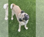 Small #2 Pug Mix