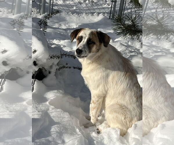 Medium Photo #1 Great Pyrenees Puppy For Sale in Croydon, NH, USA