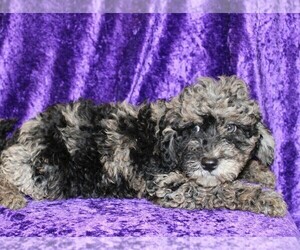 Goldendoodle (Miniature) Puppy for sale in BLOOMINGTON, IN, USA