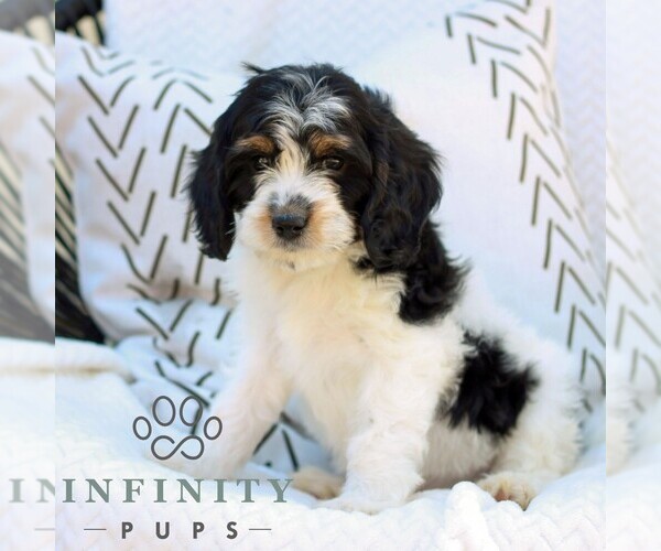 Medium Photo #1 Cavapoo (Miniature) Puppy For Sale in ELIZABETHTOWN, PA, USA