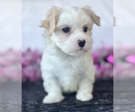 Small #10 Maltese