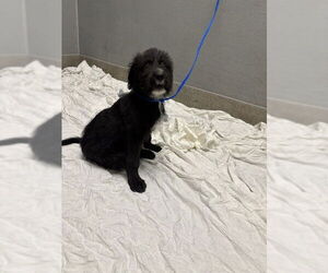 Mutt Dogs for adoption in Las Vegas, NV, USA