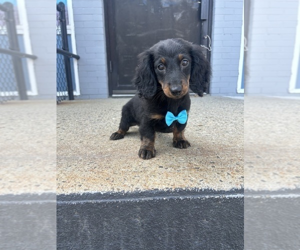 Medium Photo #1 Dachshund Puppy For Sale in RANDOLPH, MA, USA
