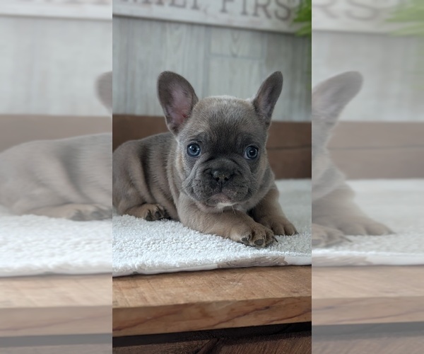 Medium Photo #10 French Bulldog Puppy For Sale in GOSHEN, IN, USA