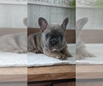 Small #9 French Bulldog