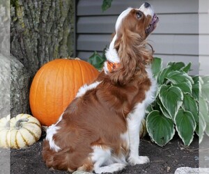 Mother of the Cavalier King Charles Spaniel puppies born on 10/21/2021