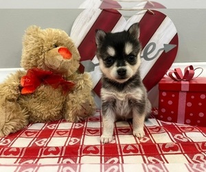 Alaskan Klee Kai Puppy for sale in WILLIAMSBURG, OH, USA