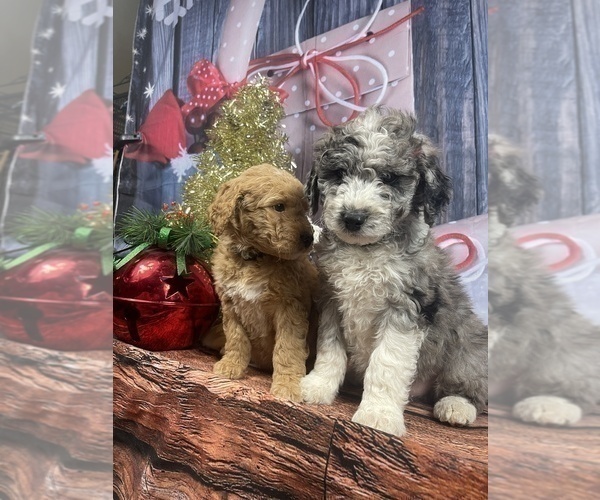Medium Photo #34 Aussiedoodle Puppy For Sale in COMMERCE, MI, USA