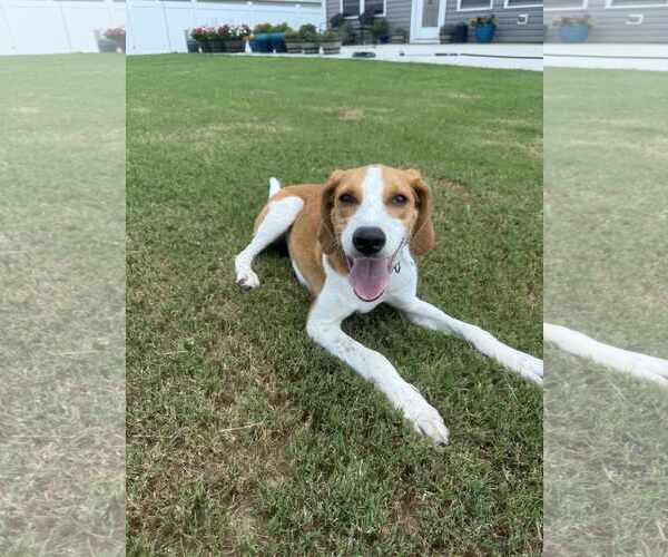 Medium Photo #5 Mutt Puppy For Sale in Holly Springs, NC, USA