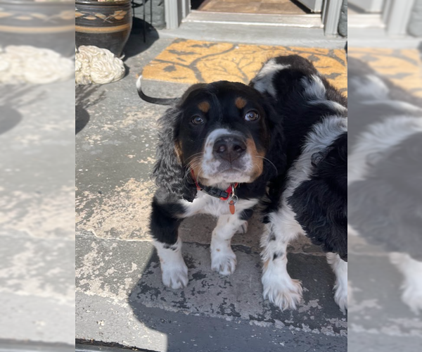 Medium Photo #3 Bernese Mountain Dog-Unknown Mix Puppy For Sale in Sandy, UT, USA