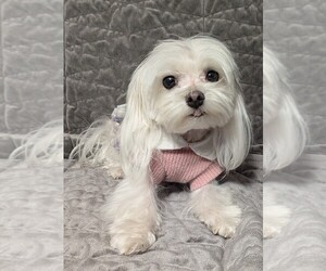 Mother of the Maltese puppies born on 02/14/2025