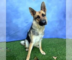German Shepherd Dog Dogs for adoption in Long Beach, CA, USA
