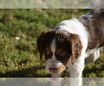 Small Photo #6 Brittany Puppy For Sale in HAMILTON, GA, USA