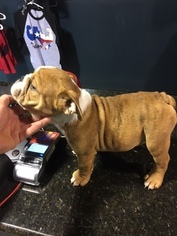 Bulldog Puppy for sale in SPRING, TX, USA