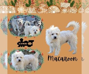 Lhasa Apso-Unknown Mix Dogs for adoption in Lindsay, CA, USA