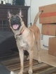 Small Photo #1 Belgian Malinois Puppy For Sale in FORT STEWART, GA, USA