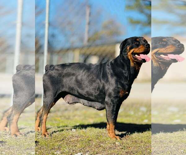 Medium Photo #3 Rottweiler Puppy For Sale in Hillsboro, NH, USA