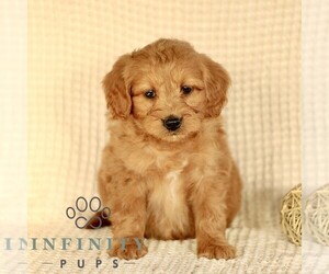 Goldendoodle (Miniature) Puppy for sale in GORDONVILLE, PA, USA