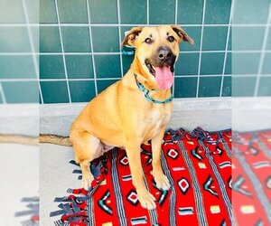 Shepradors Dogs for adoption in Rancho Cucamonga, CA, USA