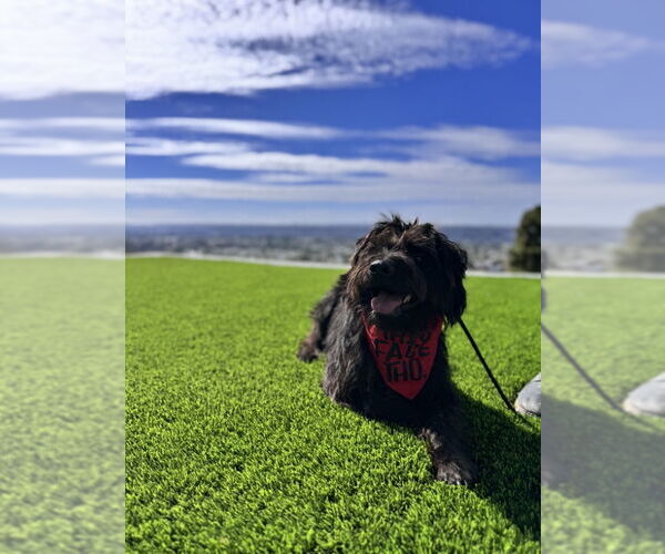 Medium Photo #7 Mutt Puppy For Sale in San Diego, CA, USA