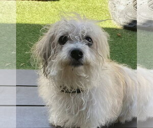 Shih-Poo Dogs for adoption in Oakland Park, FL, USA