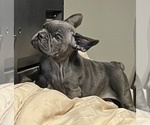 Small Photo #70 French Bulldog Puppy For Sale in ORLANDO, FL, USA