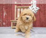 Puppy Basil Maltipoo