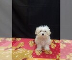 Saint - Male Maltipoo (Miniature) Puppy for Sale - Photo #3