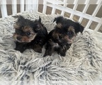 Small #4 Yorkshire Terrier