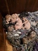 Small Photo #25 Great Dane Puppy For Sale in WEIRTON, WV, USA