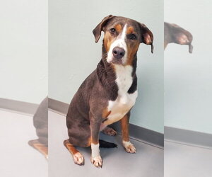 Catahoula Leopard Dog Dogs for adoption in Lake City, MI, USA