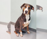 Sweet Pean (7140) - Female Catahoula Leopard Dog Dog for Adoption - Small photo