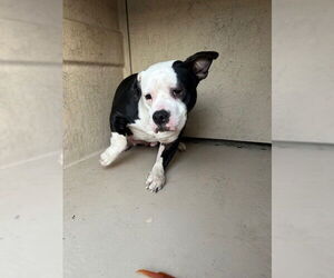 Mutt Dogs for adoption in Louisville, KY, USA