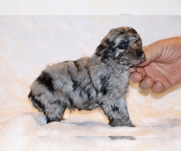 Medium Photo #12 Poodle (Toy) Puppy For Sale in DYERSBURG, TN, USA