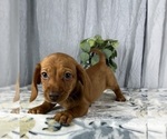 Small Photo #2 Dachshund Puppy For Sale in GREENWOOD, IN, USA