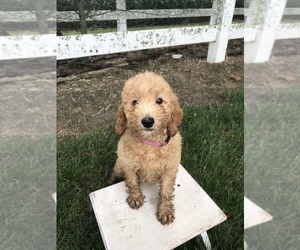 Goldendoodle (Miniature) Puppy for sale in GOSHEN, IN, USA