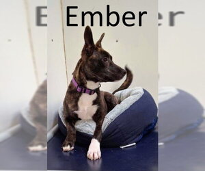 Ember - Female Mutt Dog for Adoption - Photo #3