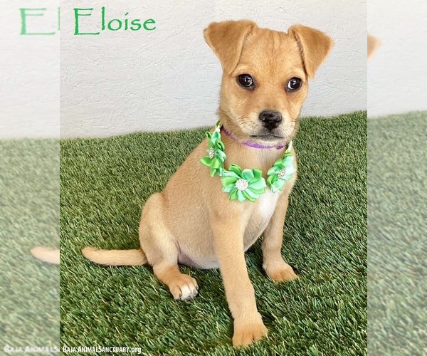 Medium Photo #1 Jug Puppy For Sale in San Diego, CA, USA