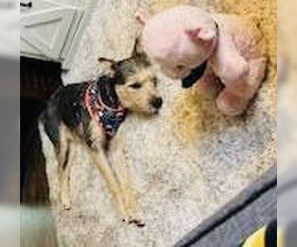 Medium Photo #12 Mutt Puppy For Sale in Princeton, MN, USA