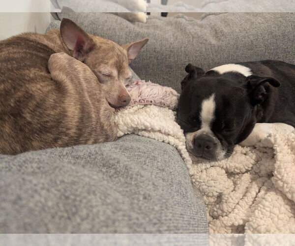 Medium Photo #15 Chihuahua Puppy For Sale in Arlington, VA, USA