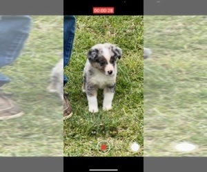 Australian Shepherd Puppy for sale in LAVONIA, GA, USA