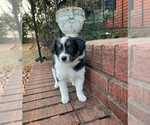 Puppy Renee Border Collie-Papillon Mix