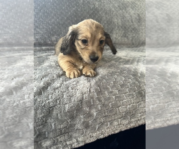 Medium Photo #17 Dachshund Puppy For Sale in MEMPHIS, TN, USA