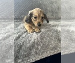 Small #16 Dachshund