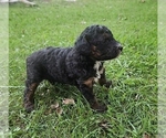 Small #2 Poodle (Miniature)