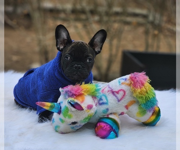Medium Photo #8 French Bulldog Puppy For Sale in CRANSTON, RI, USA