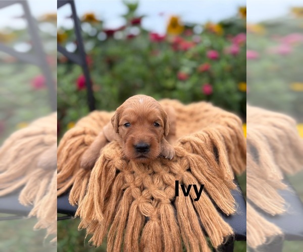 Medium Photo #6 Golden Retriever Puppy For Sale in ROCK VALLEY, IA, USA