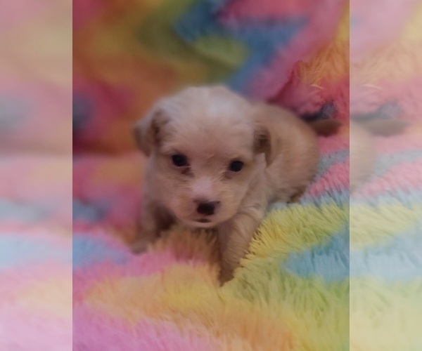 Medium Photo #26 Yorkshire Terrier Puppy For Sale in AKRON, OH, USA
