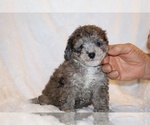 Small #3 Poodle (Toy)